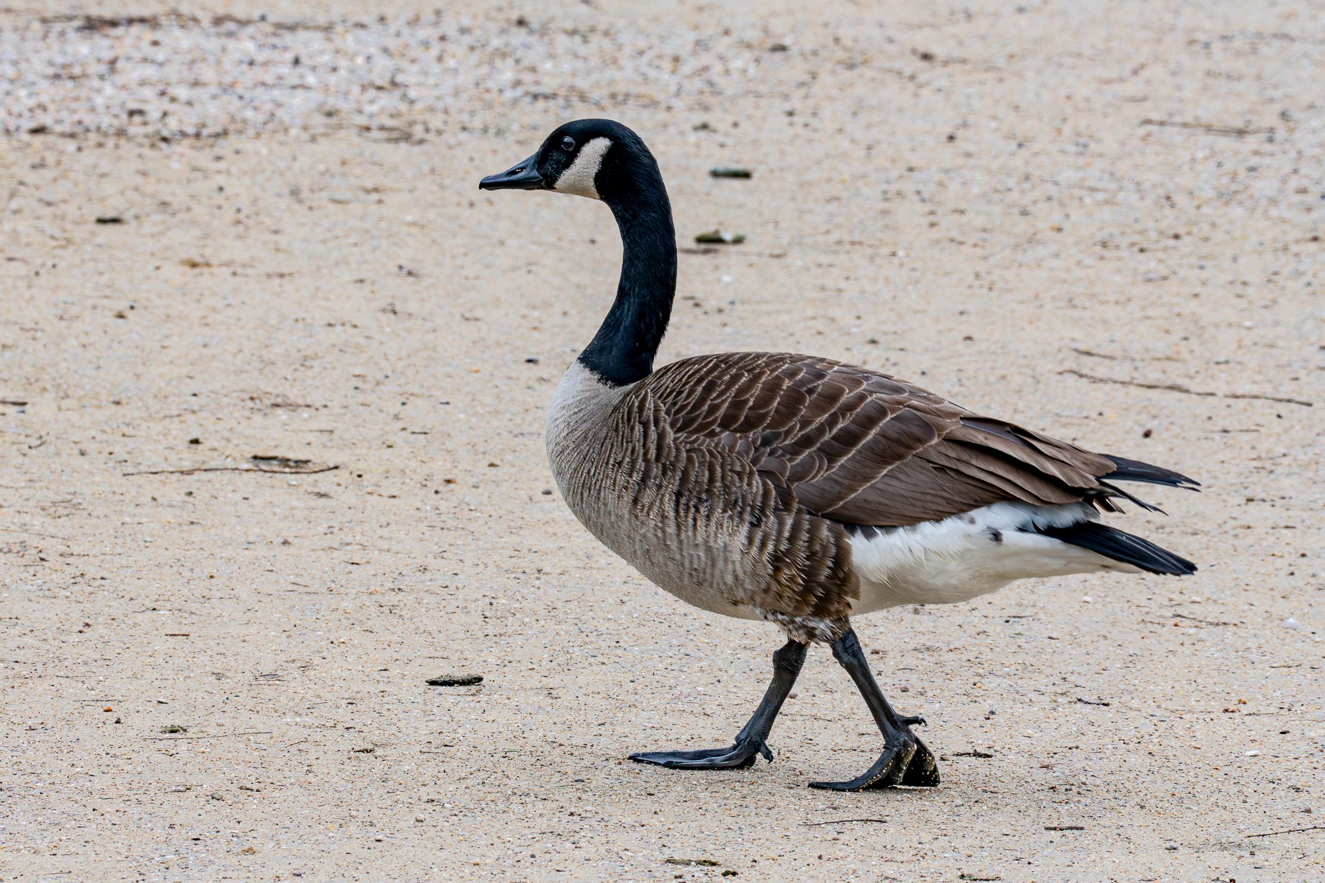 Brandenburg 2024 Tag1 -02