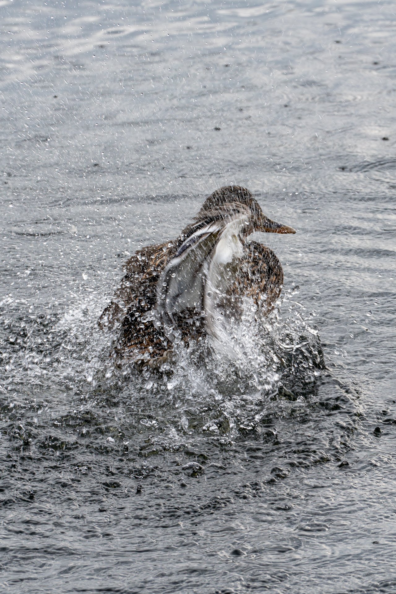 Brandenburg 2024 Tag1 -09