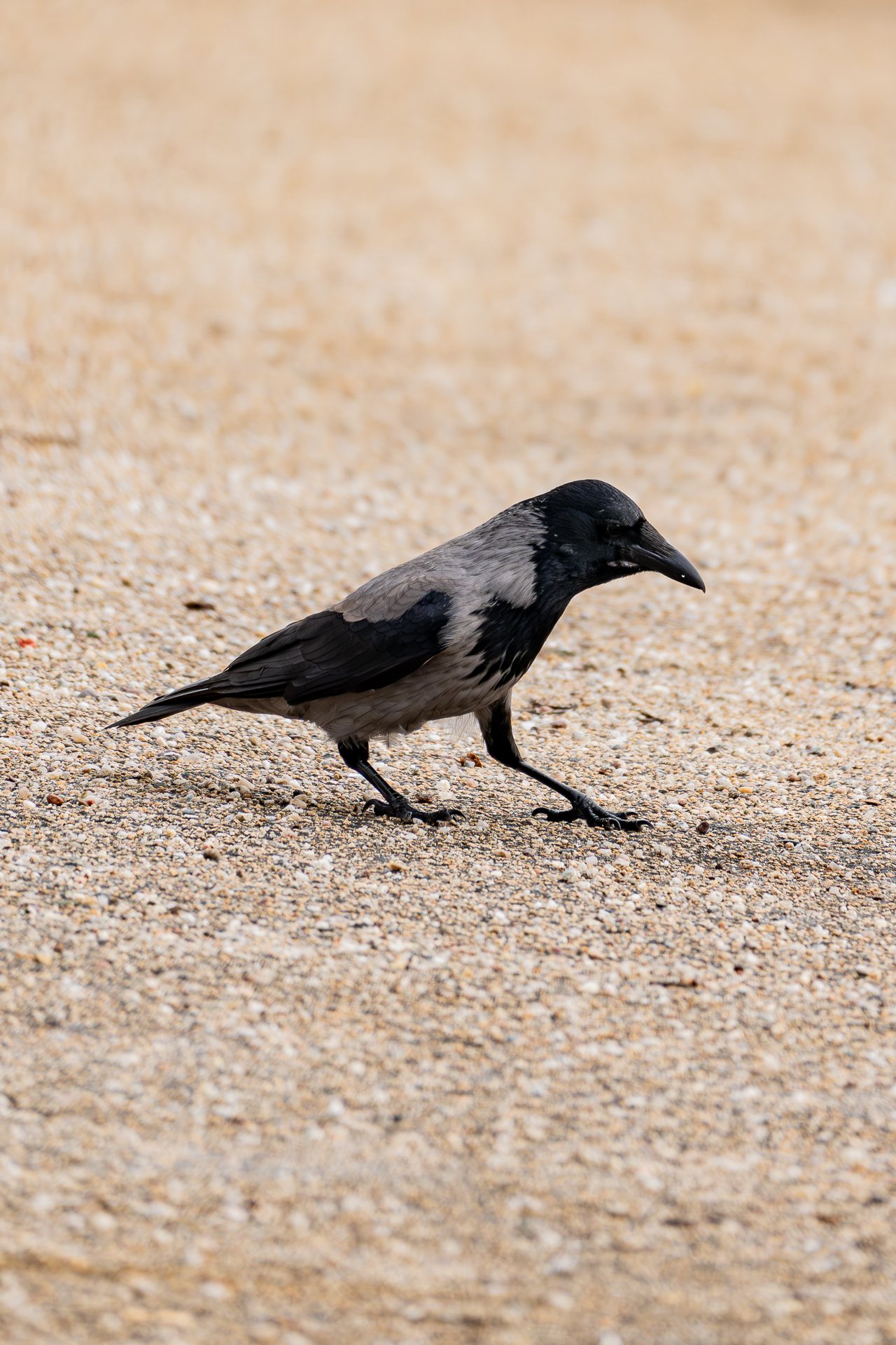 Brandenburg 2024 Tag1 -17