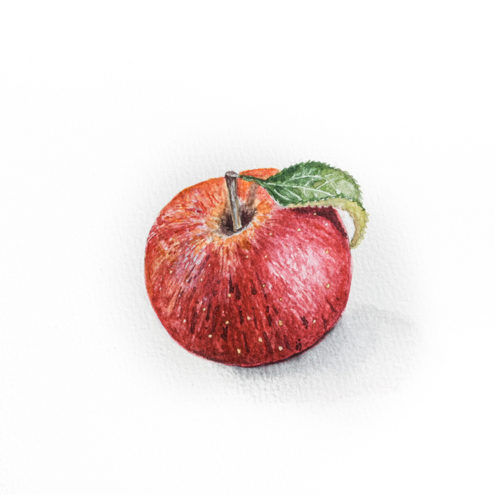 Apfel mit Aquarell gemalt