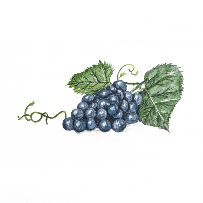 Weintrauben mit Aquarell gemalt