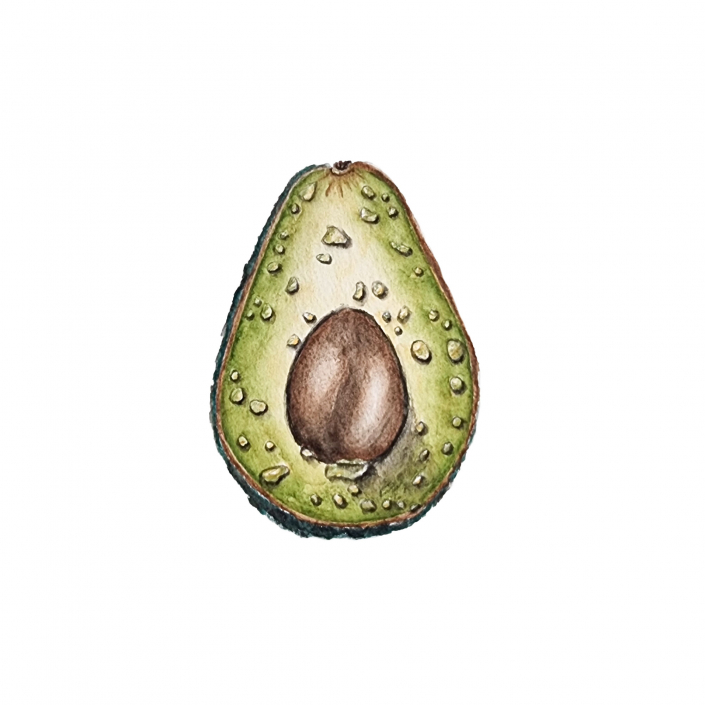 Avocado mit Aquarell gemalt