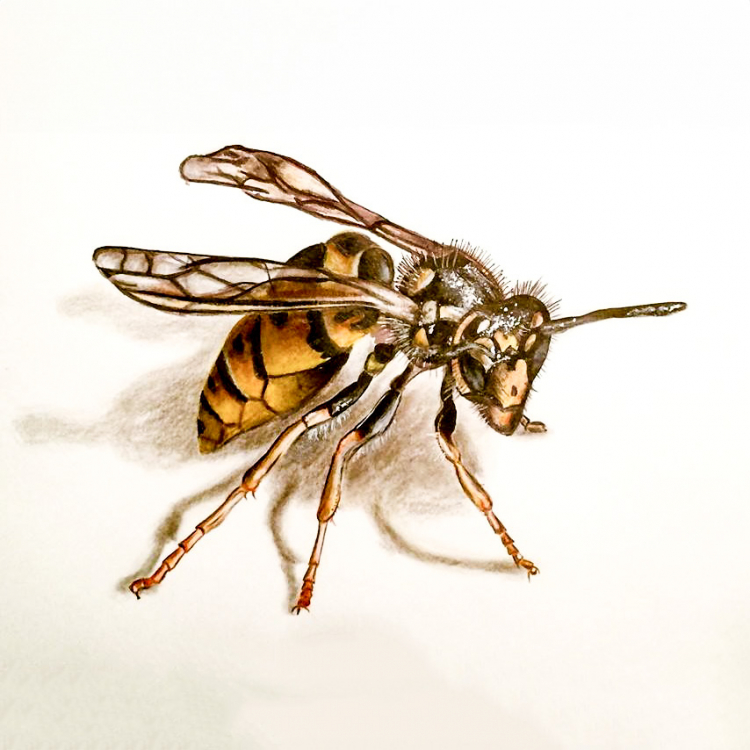 Wespe mit Materialmix gezeichnet