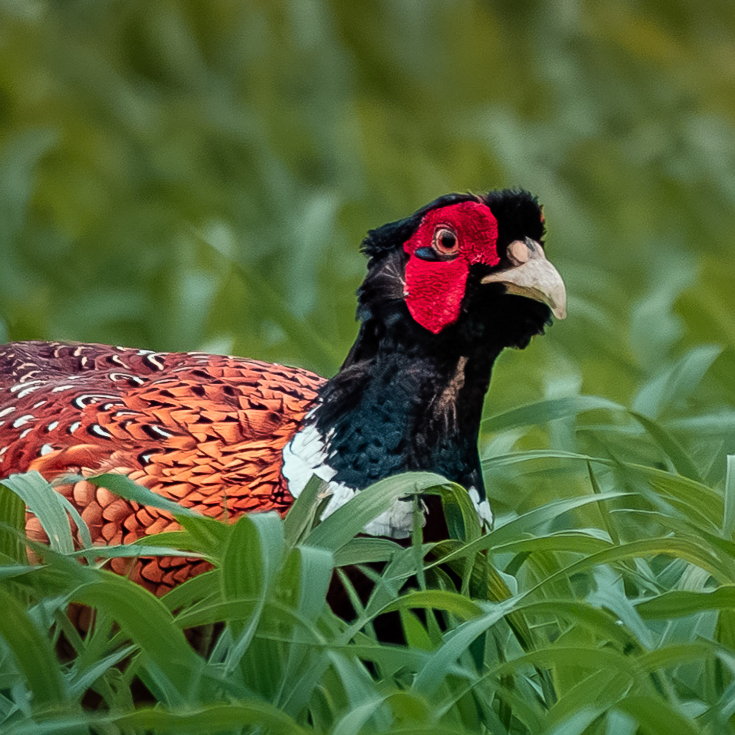 Jagdfasan