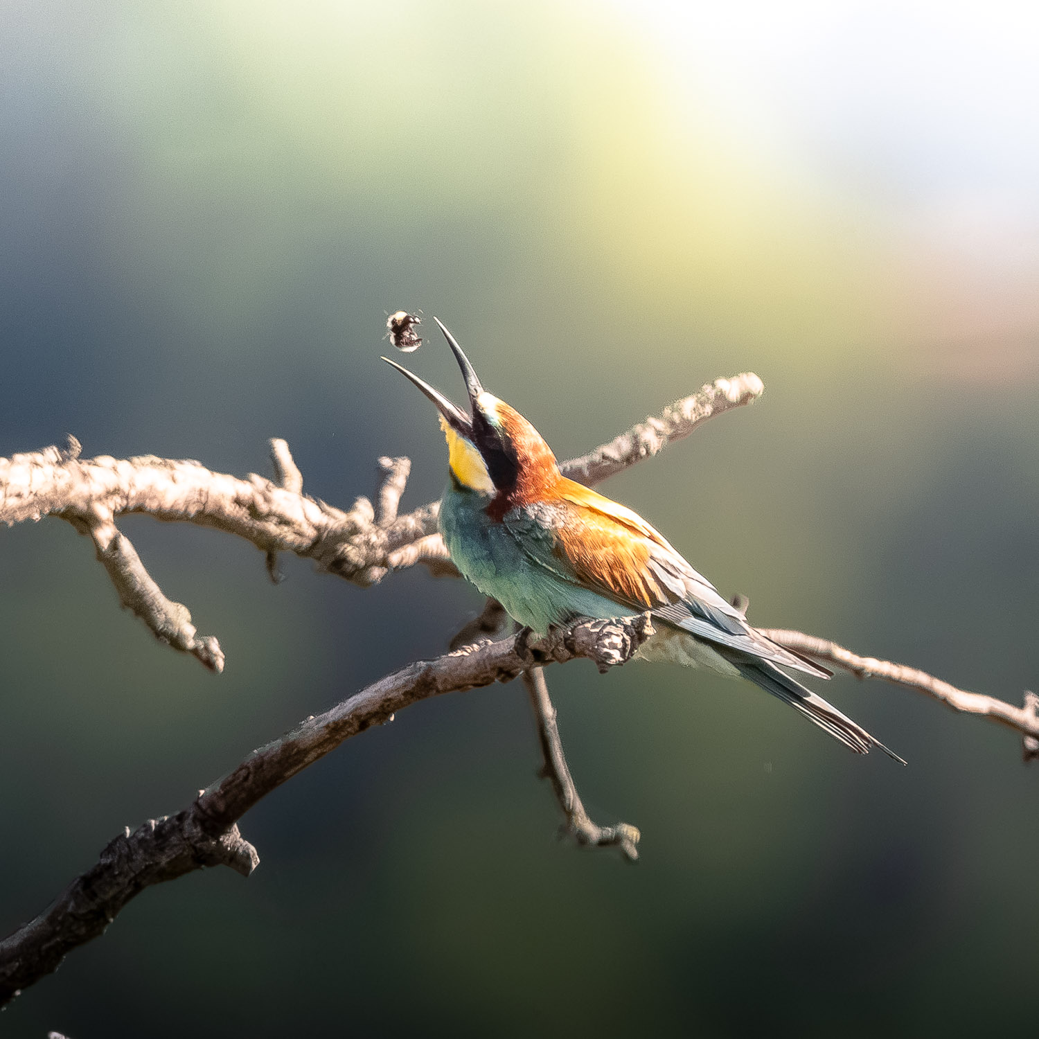 Bienenfresser Bienenfresser