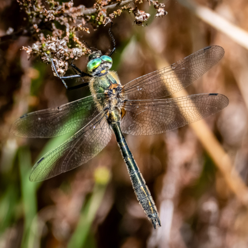 Falkenlibelle Falkenlibelle