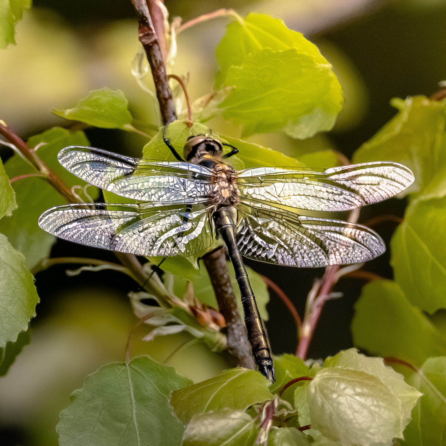 Gefleckte Smaragdlibelle Gefleckte Smaragdlibelle