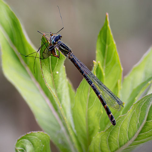 Kleinlibelle