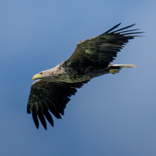 Sseeadler Sseeadler