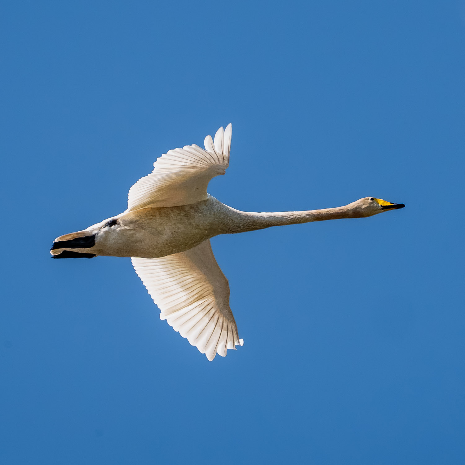 Singschwan Singschwan